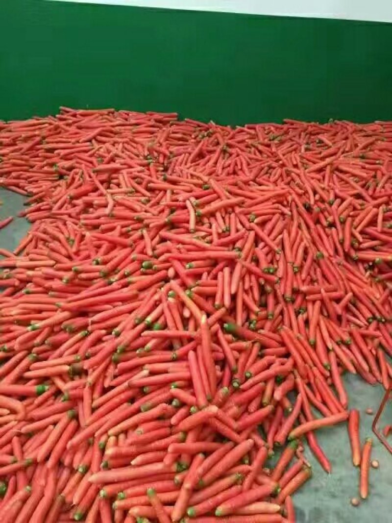 大荔县胡萝卜大量供应产地
