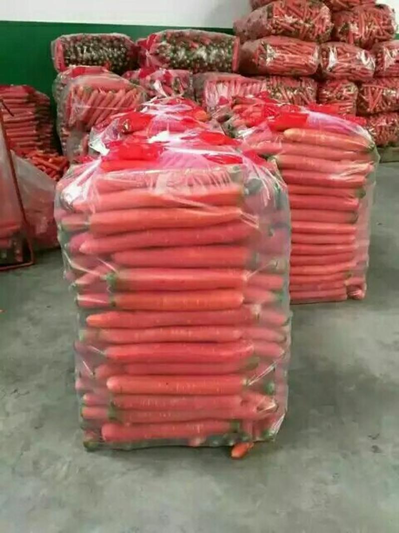 大荔县胡萝卜大量供应产地