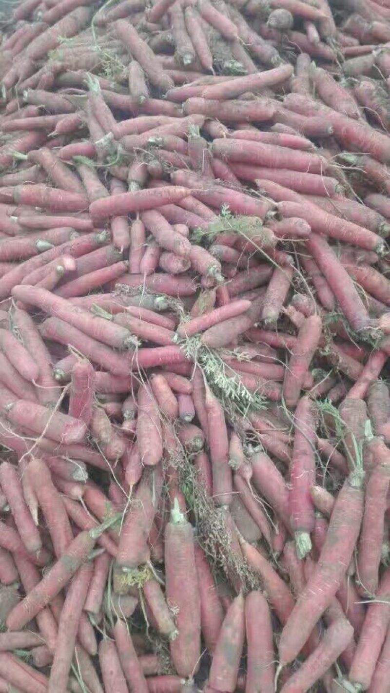 大荔县胡萝卜大量供应产地