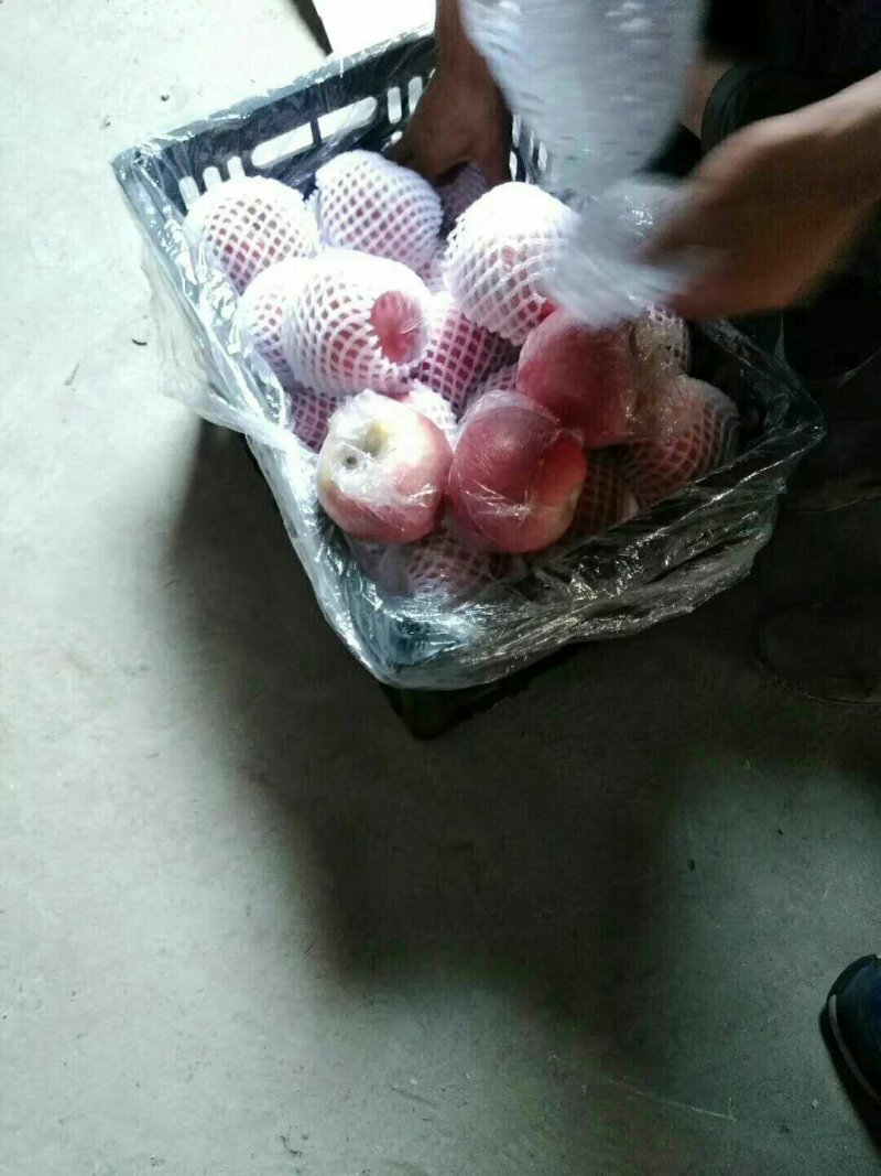 大荔县冷库红富士苹果价格