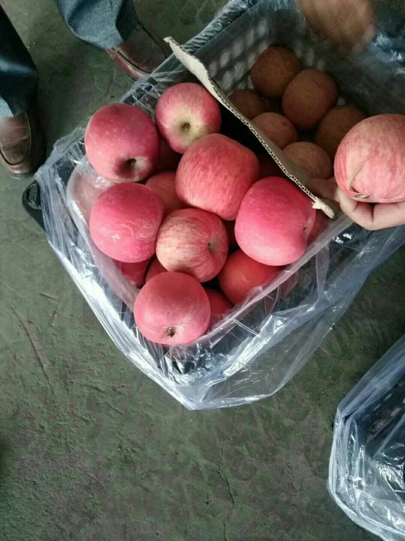大荔县冷库红富士苹果价格