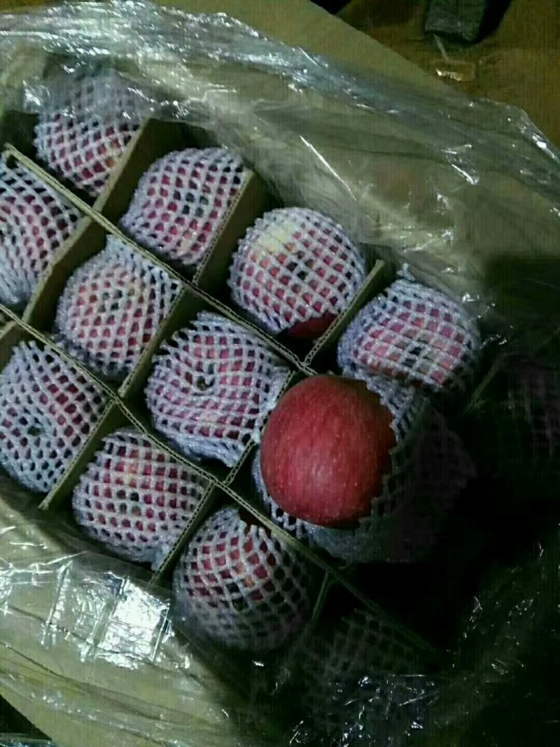 大荔县冷库红富士苹果价格