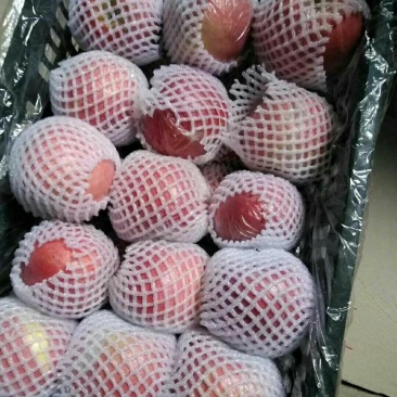 大荔县冷库红富士苹果价格