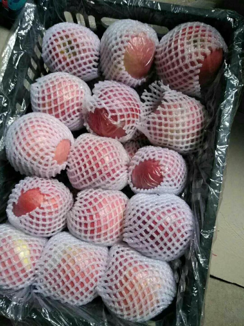 大荔县冷库红富士苹果价格