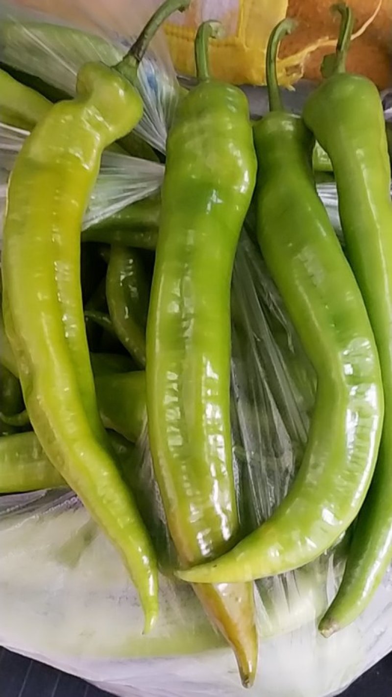 青椒
