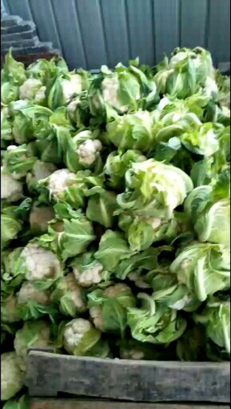 【🐮牛商】菜花2~3斤紧花乳白