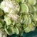 【🐮牛商】菜花2~3斤紧花乳白
