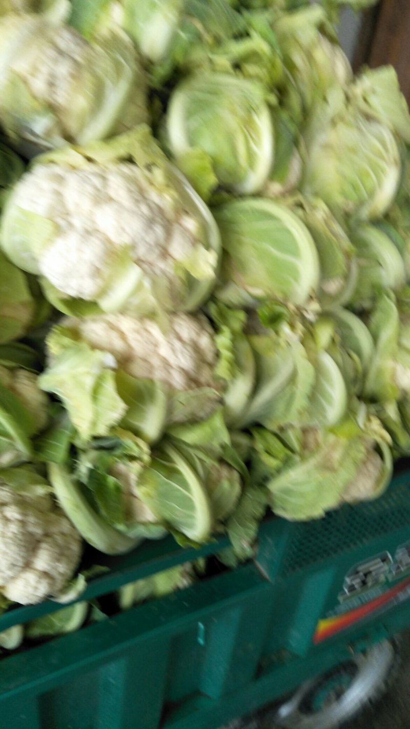 【🐮牛商】菜花2~3斤紧花乳白