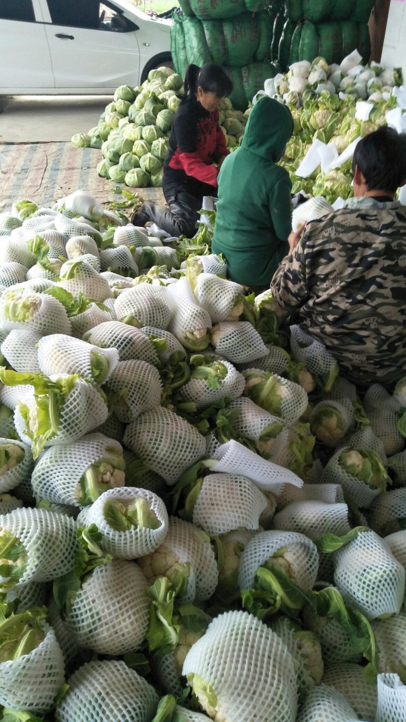 【🐮牛商】菜花2~3斤紧花乳白