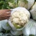 【🐮牛商】菜花2~3斤紧花乳白