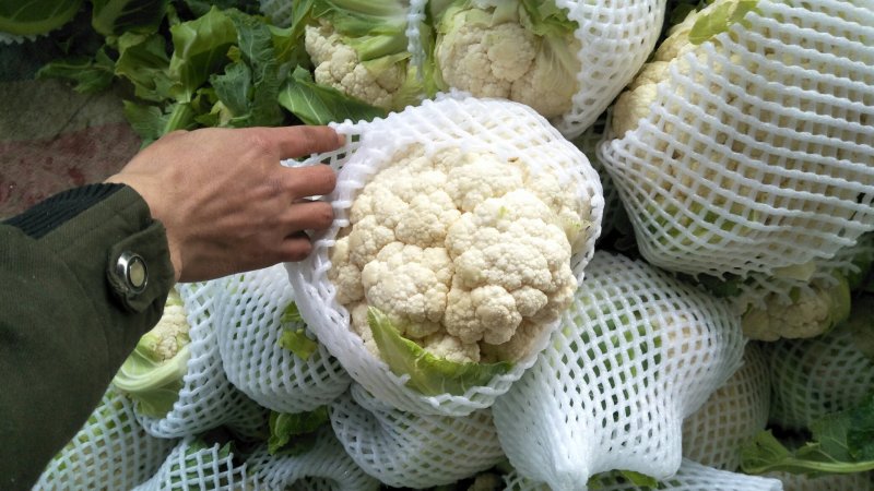 【🐮牛商】菜花2~3斤紧花乳白
