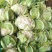 【🐮牛商】菜花2~3斤紧花乳白
