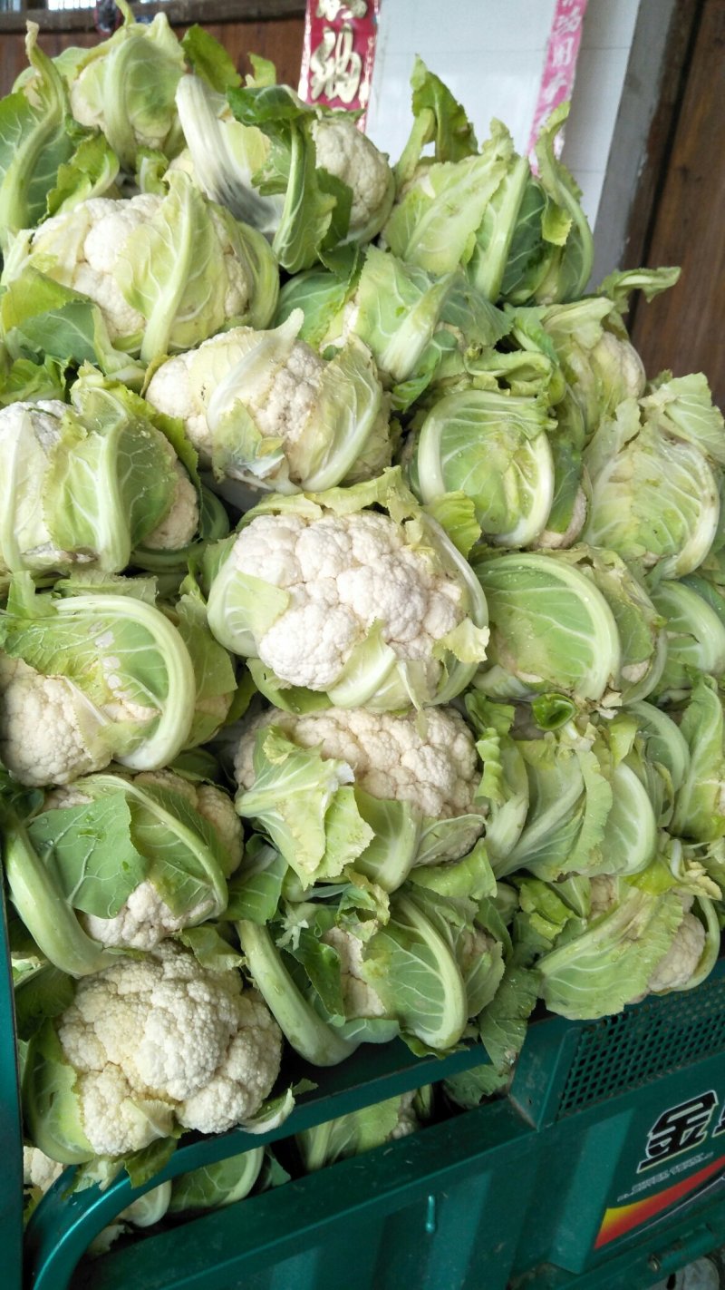 【🐮牛商】菜花2~3斤紧花乳白
