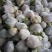 【🐮牛商】菜花2~3斤紧花乳白