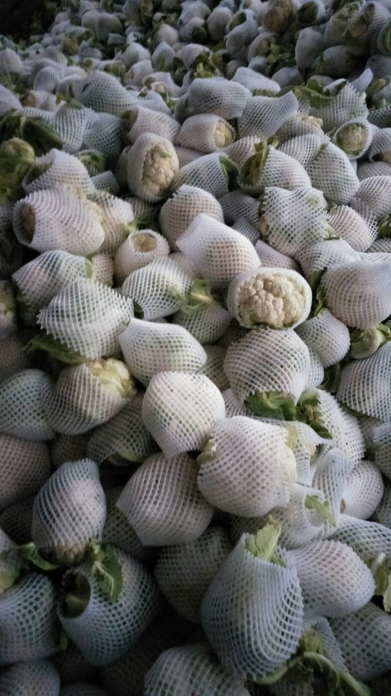 【🐮牛商】菜花2~3斤紧花乳白