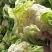 【🐮牛商】菜花2~3斤紧花乳白
