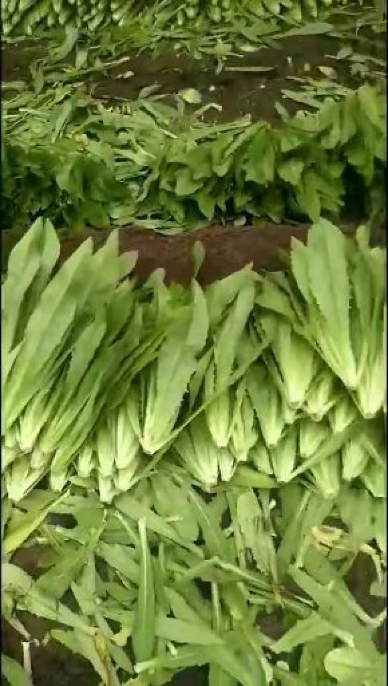 大棚种植优质油麦菜量大对接全国每天固定发车