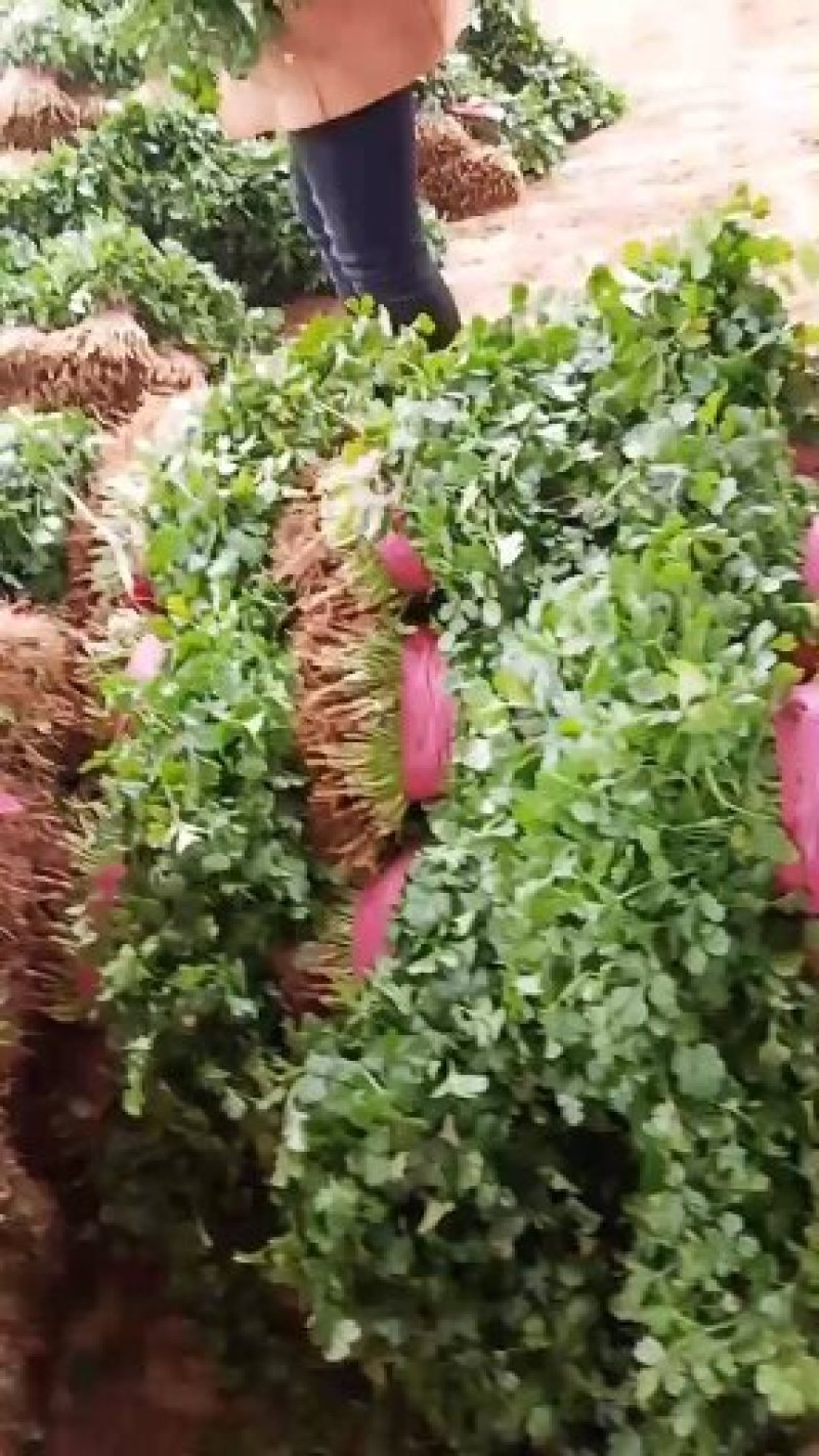 万亩蔬菜基地直供优质香菜商超**
