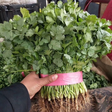 万亩蔬菜基地直供优质香菜商超**