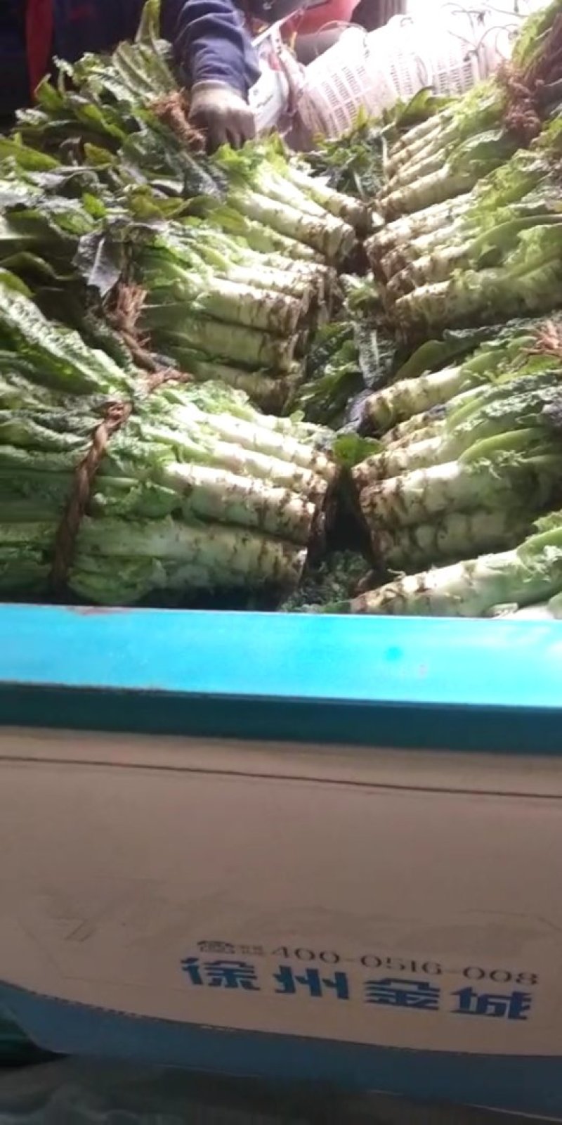 大量供应莴苣