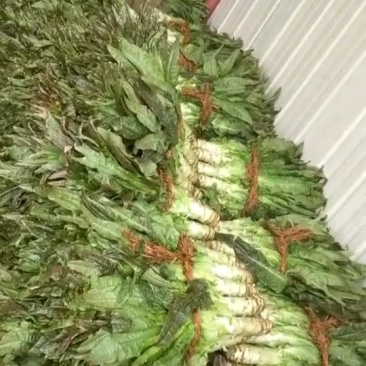 大量供应莴苣
