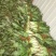 大量供应莴苣