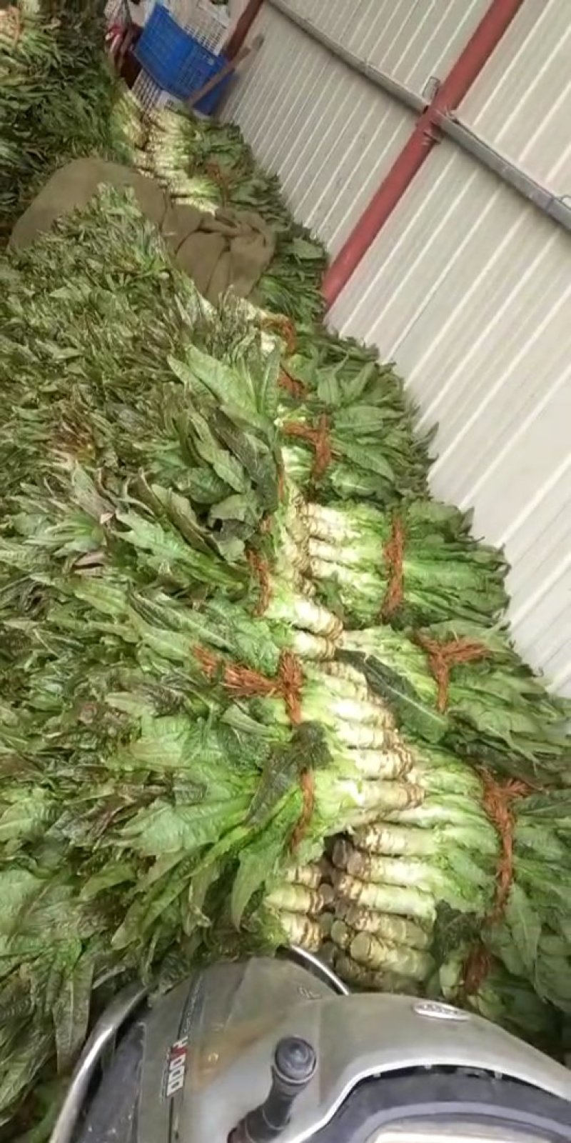 大量供应莴苣