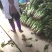 大量供应莴苣