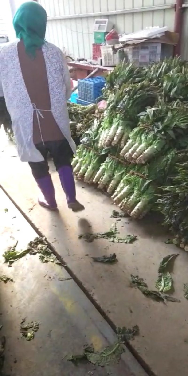 大量供应莴苣