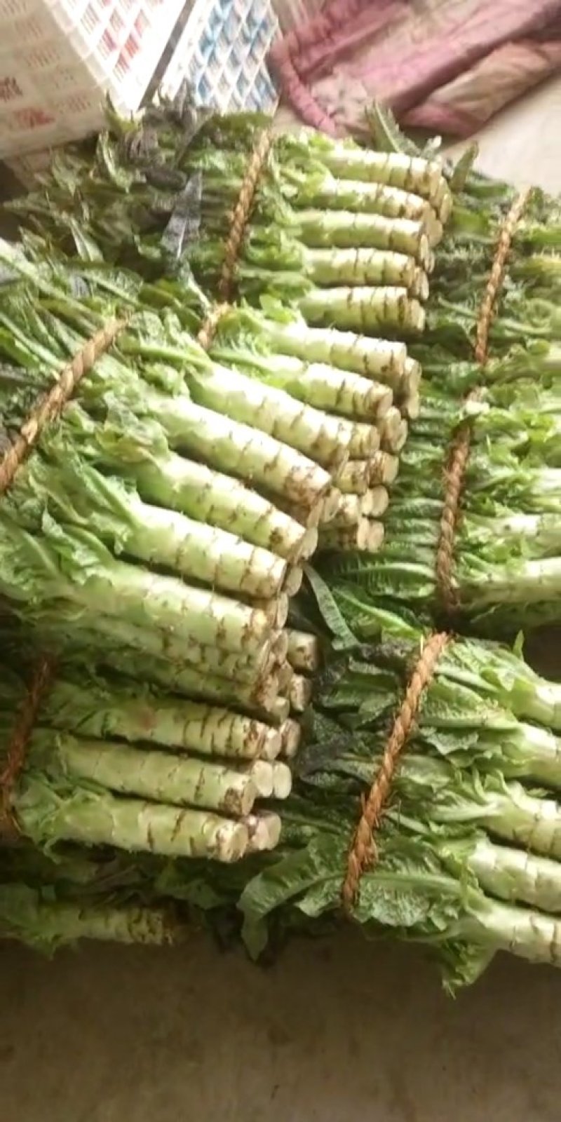 大量供应莴苣