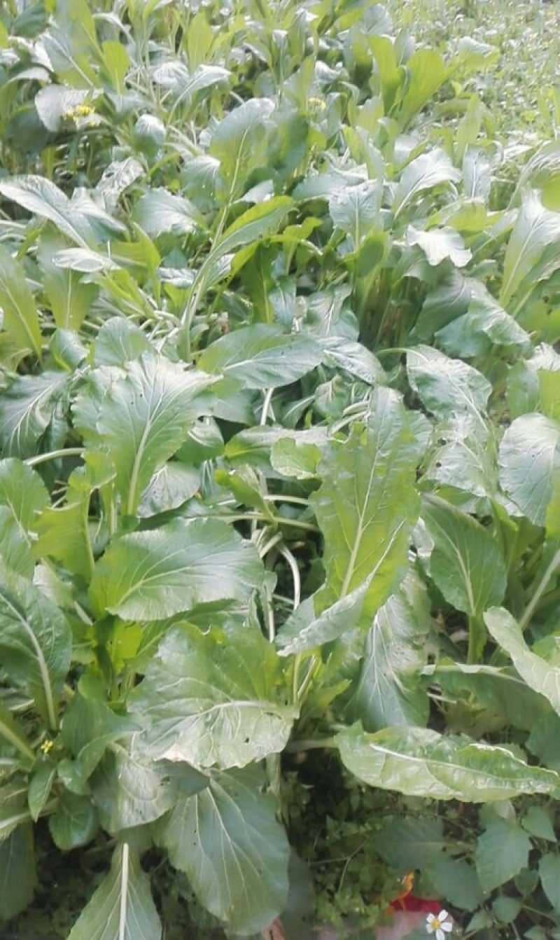 大量耕地发包