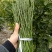 柑橘枝条091无核沃柑枝条