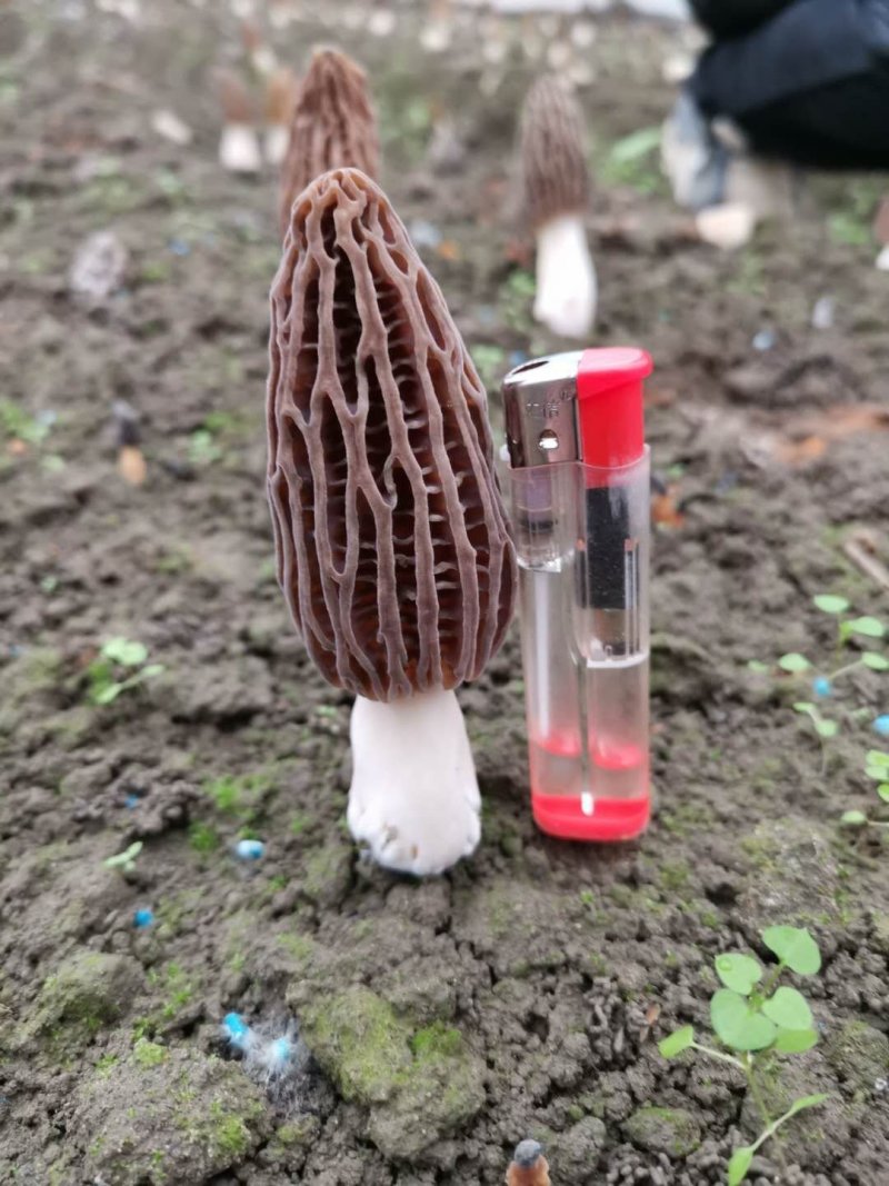 羊肚菌