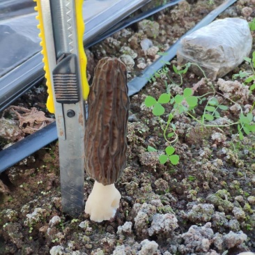 羊肚菌