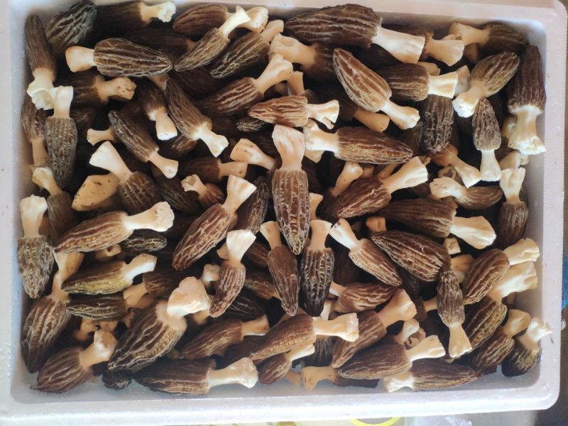 羊肚菌
