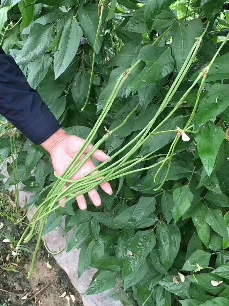 【精】郑研绿状元豆角种子200g，荚条深绿，产量高！