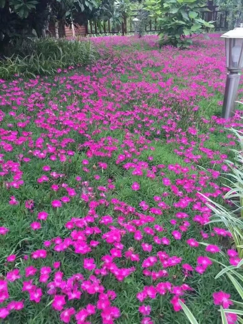 批发欧石竹穴盘苗