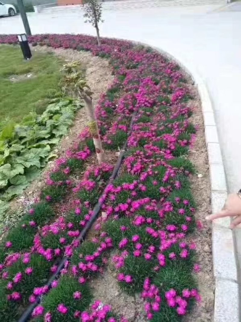 批发欧石竹穴盘苗