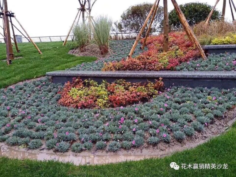 彩虹石竹穴盘苗蓝灰石竹虹美石竹