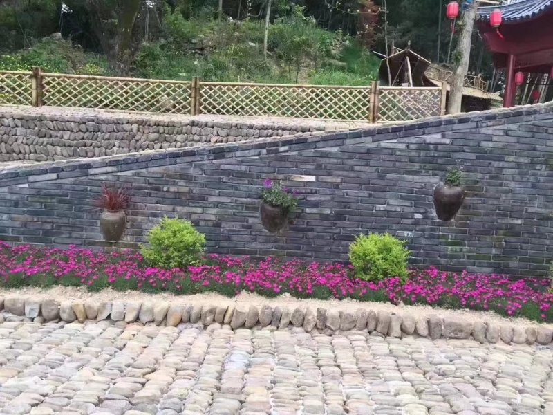 彩虹石竹穴盘苗蓝灰石竹虹美石竹