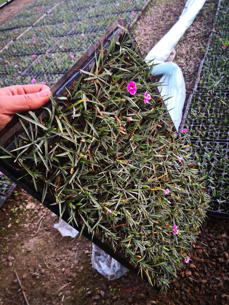 彩虹石竹穴盘苗蓝灰石竹虹美石竹