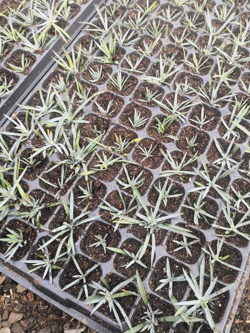 彩虹石竹穴盘苗蓝灰石竹虹美石竹
