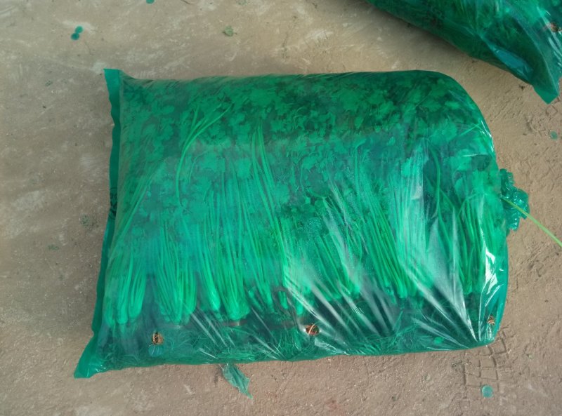 长期大量供应冷库精品矮香菜，一手现货，保证无坏叶，成色好