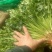 长期大量供应冷库精品矮香菜，一手现货，保证无坏叶，成色好