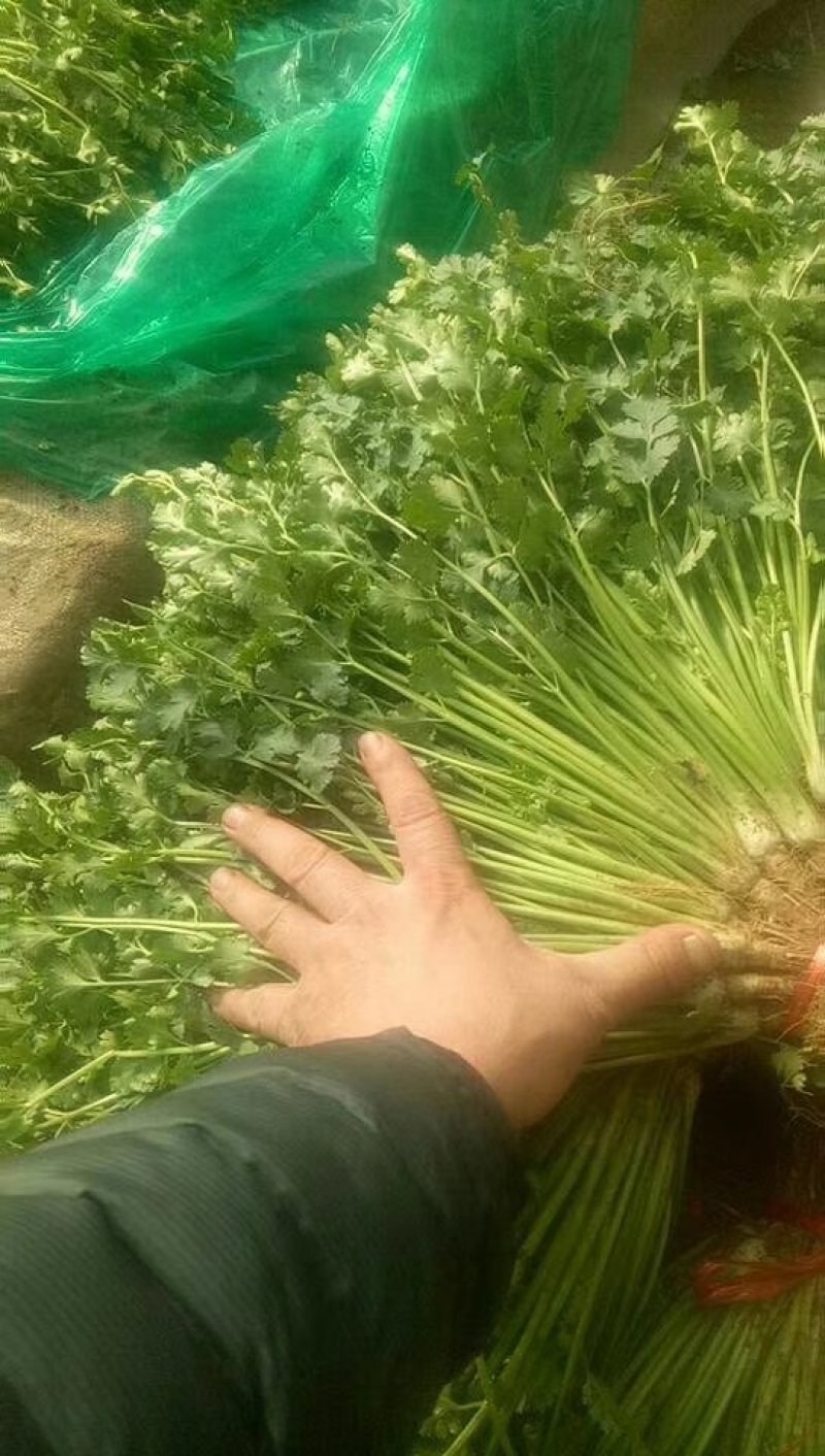 长期大量供应冷库精品矮香菜，一手现货，保证无坏叶，成色好