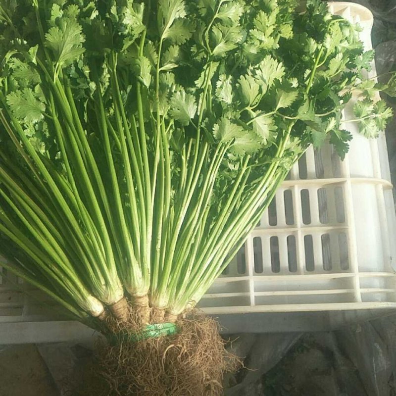 长期大量供应冷库精品矮香菜，一手现货，保证无坏叶，成色好