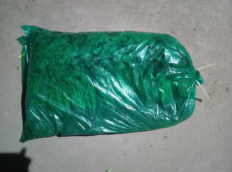 长期大量供应冷库精品矮香菜，一手现货，保证无坏叶，成色好