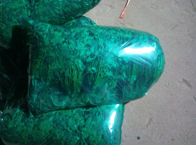 长期大量供应冷库精品矮香菜，一手现货，保证无坏叶，成色好