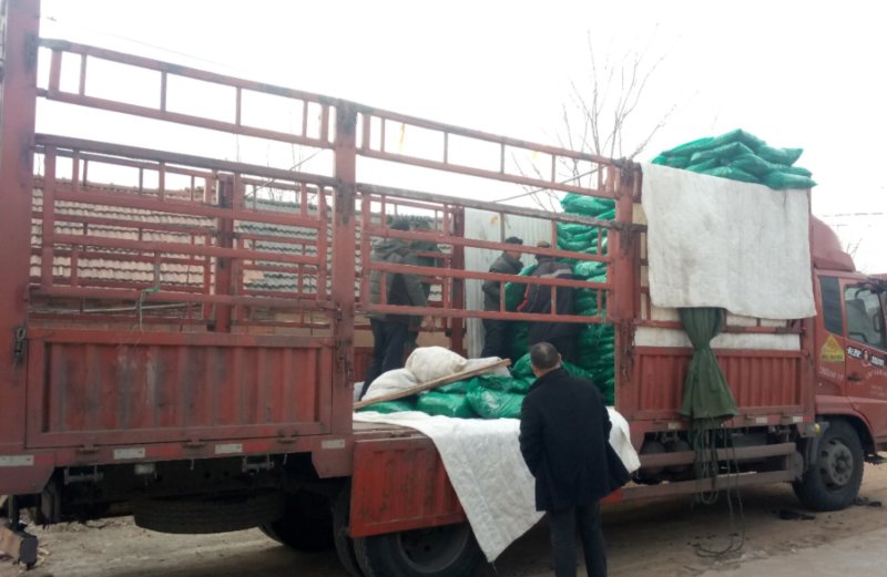 长期大量供应冷库精品矮香菜，一手现货，保证无坏叶，成色好