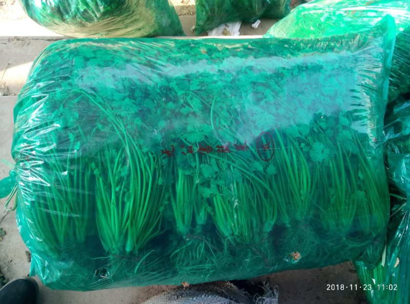长期大量供应冷库精品矮香菜，一手现货，保证无坏叶，成色好